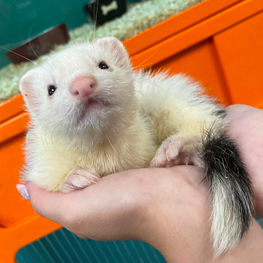 Pet Stores Pet Ferret For Sale Near Me Pet Stores Near Me That