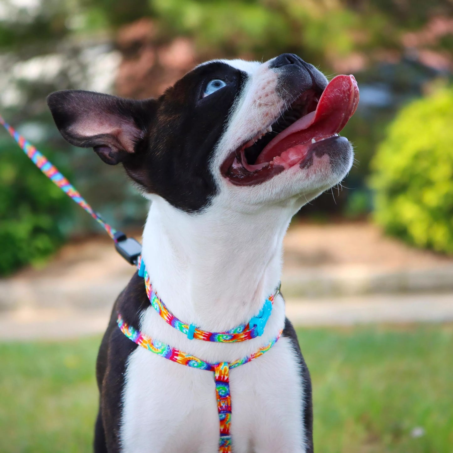 Li'l Pals Comfort Wrap Adjustable Dog Harness, Pink Zebra