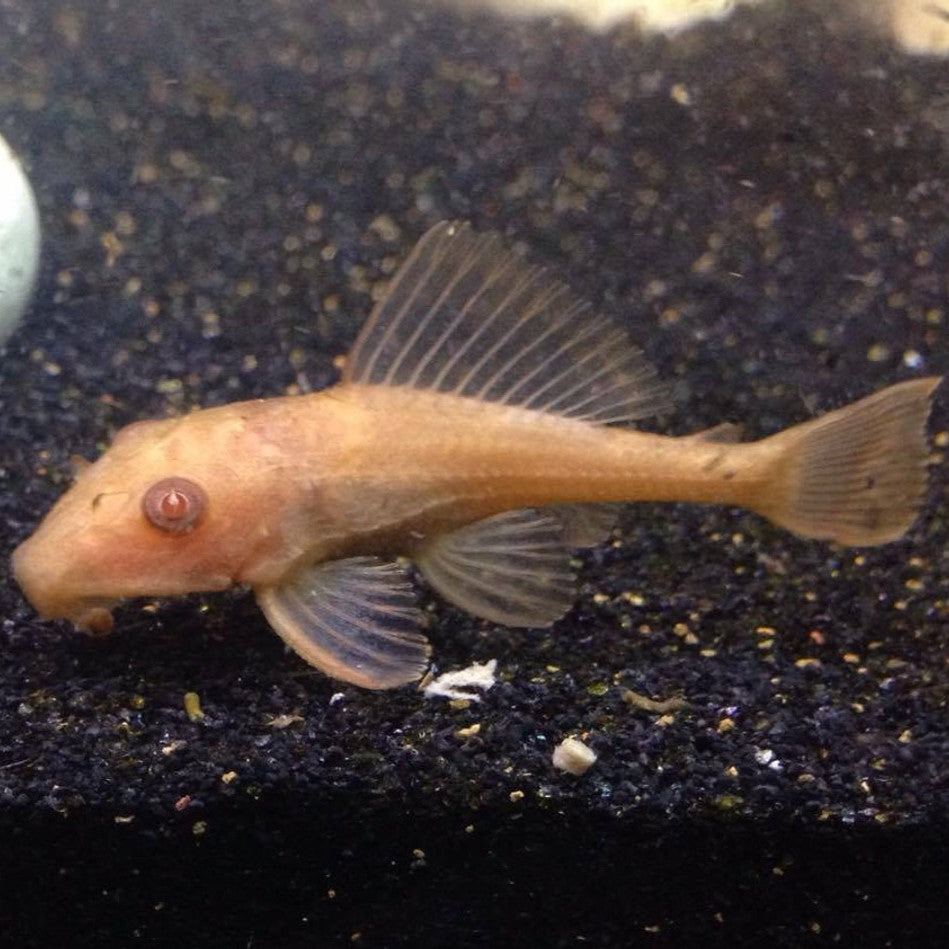 Albino Chocolate Plecostomus
