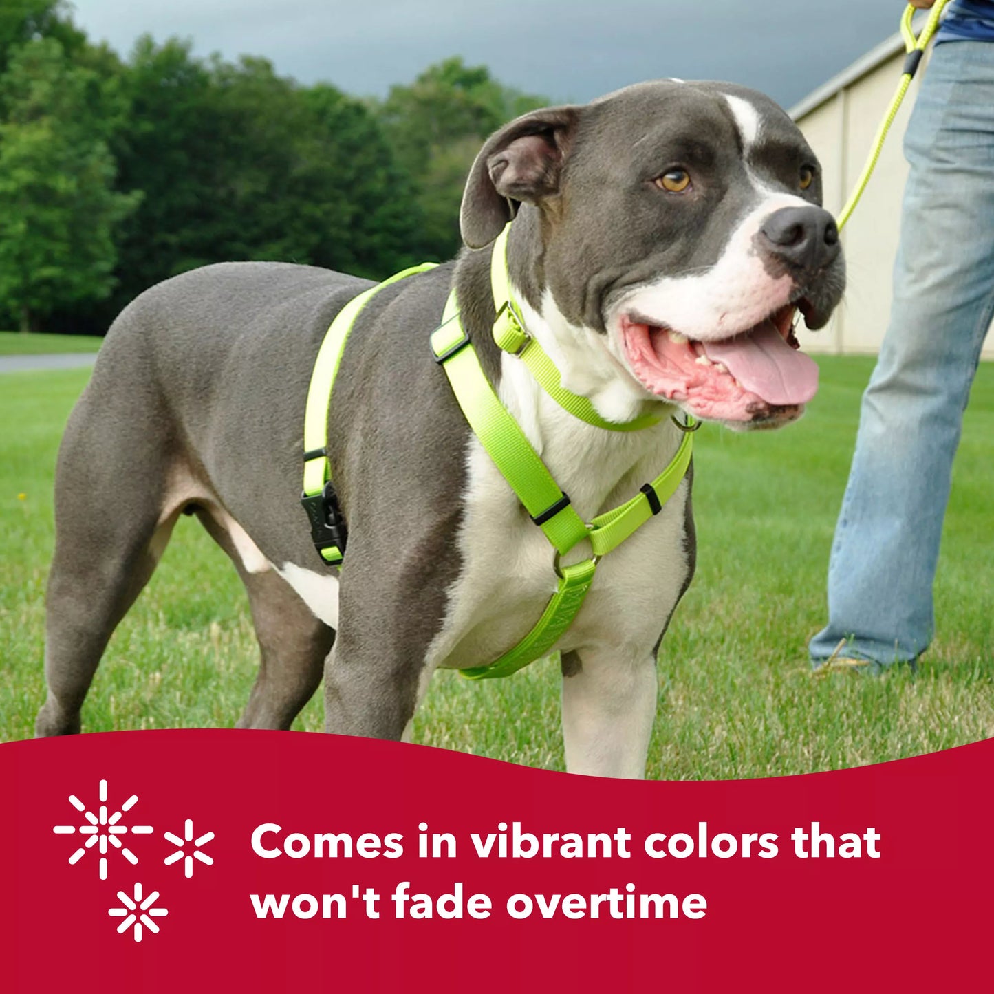 Coastal Adjustable Dog Collar with Metal Buckle Red