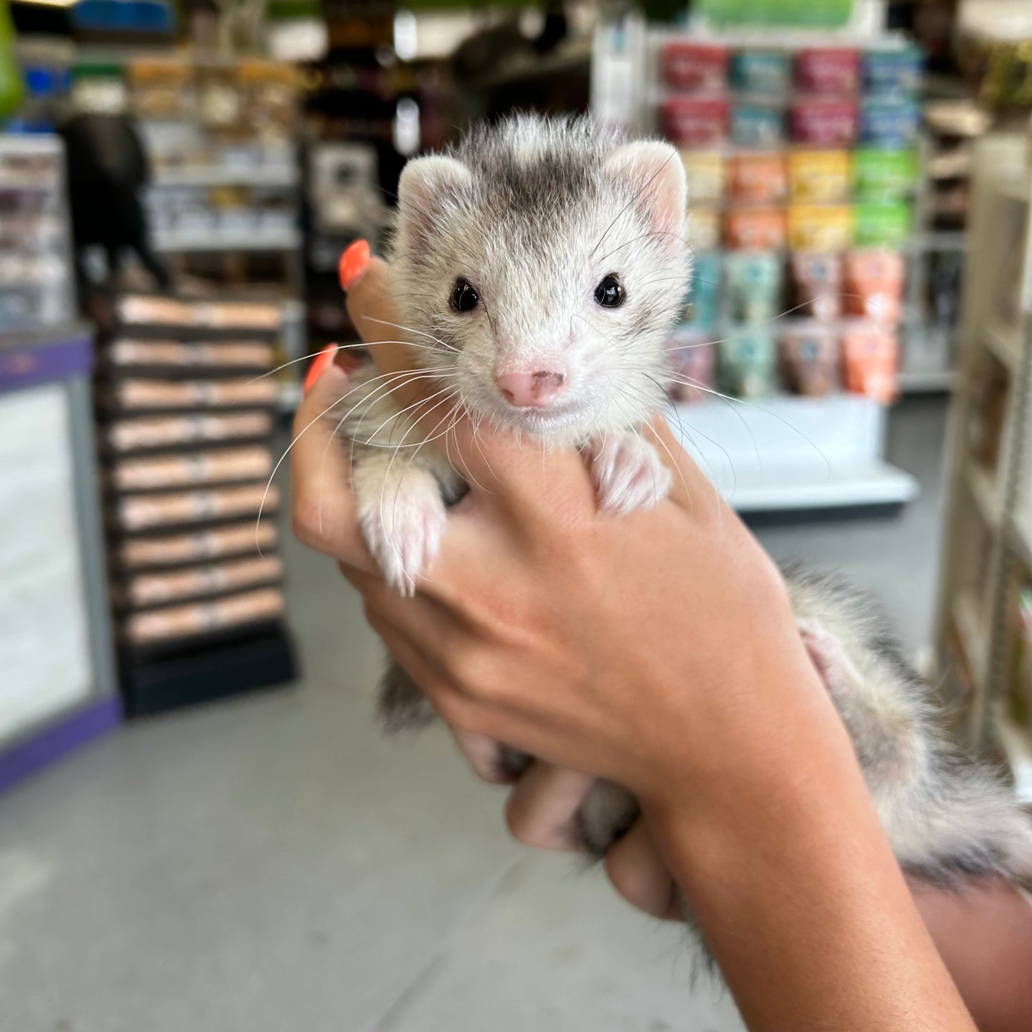 Marshall Ferret