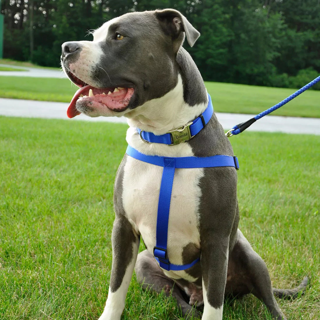 Coastal Comfort Wrap Adjustable Dog Harness Orchid
