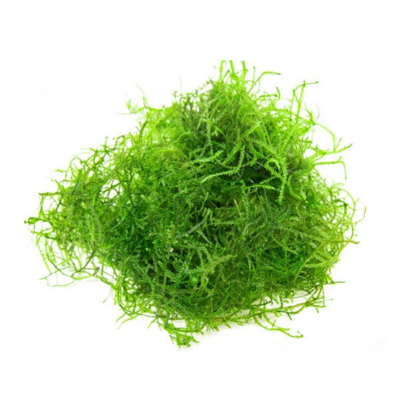Java Moss Portion Live Aquatic Plant