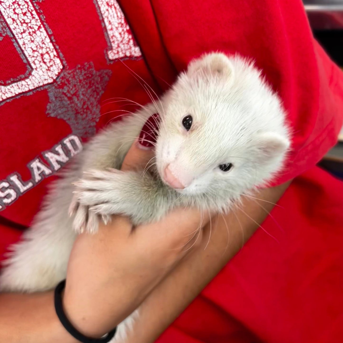 Marshall Ferret