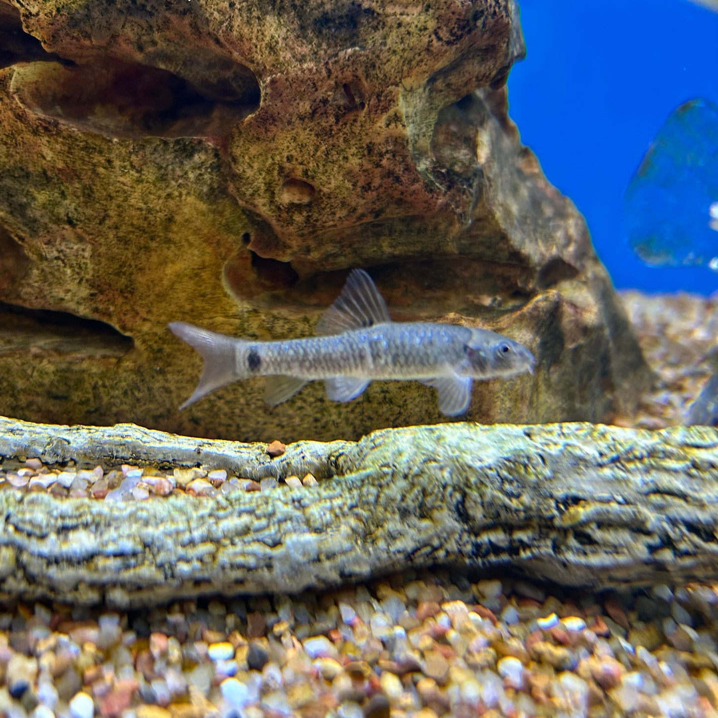 Garra Rufa Algae Eater