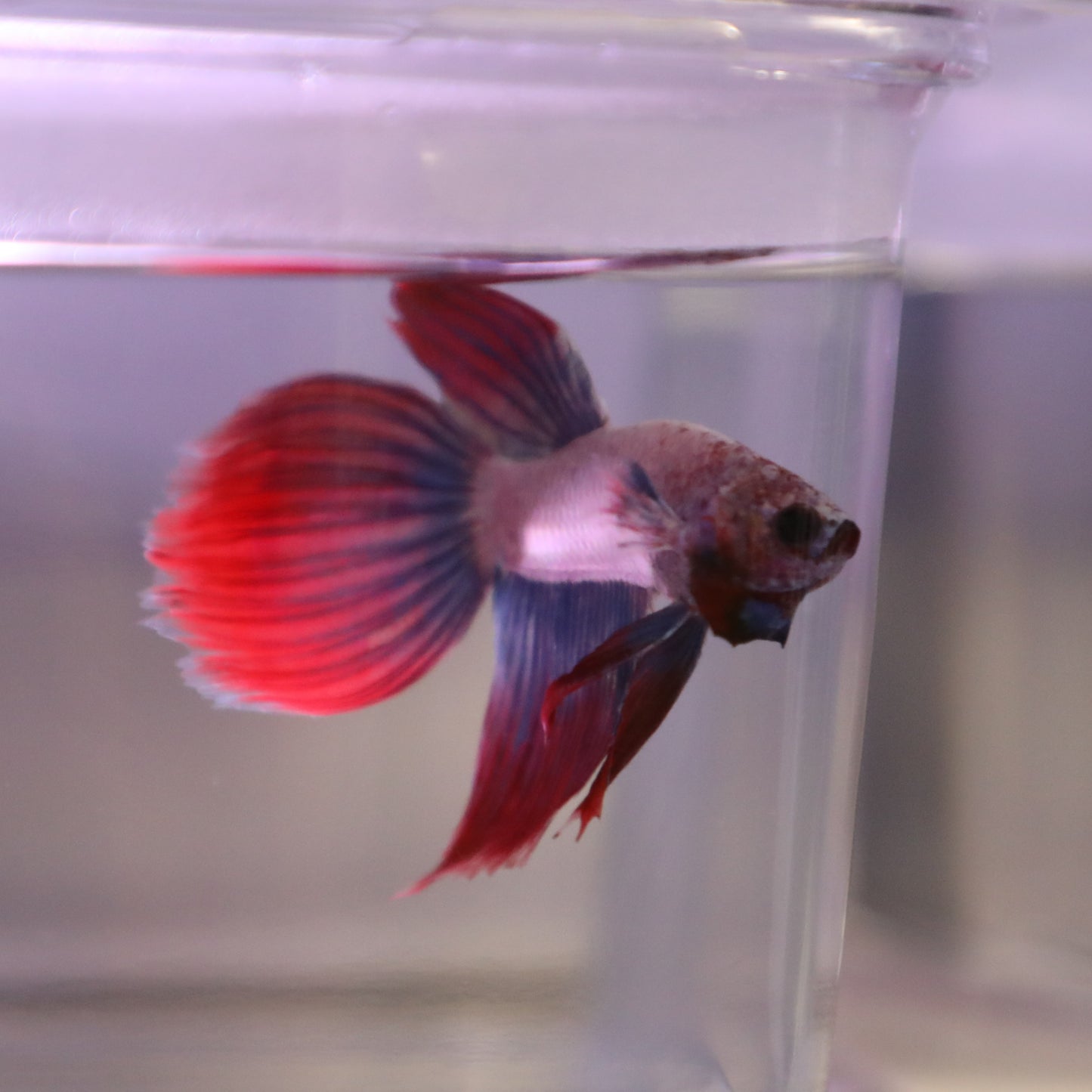 Longfin Male Betta