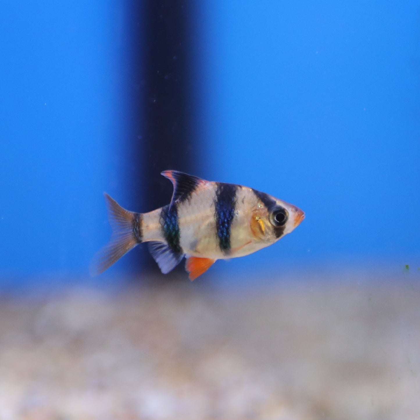 Tiger Barb