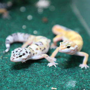 Fancy Leopard Gecko