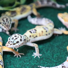 Load image into Gallery viewer, Fancy Leopard Gecko
