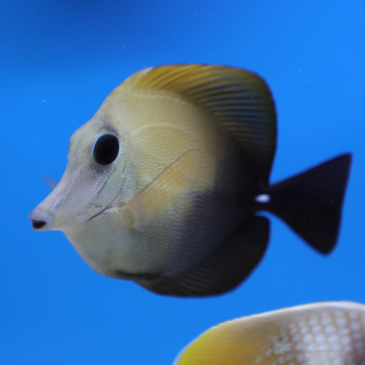 Scopas Tang Pet Paradise Harvard