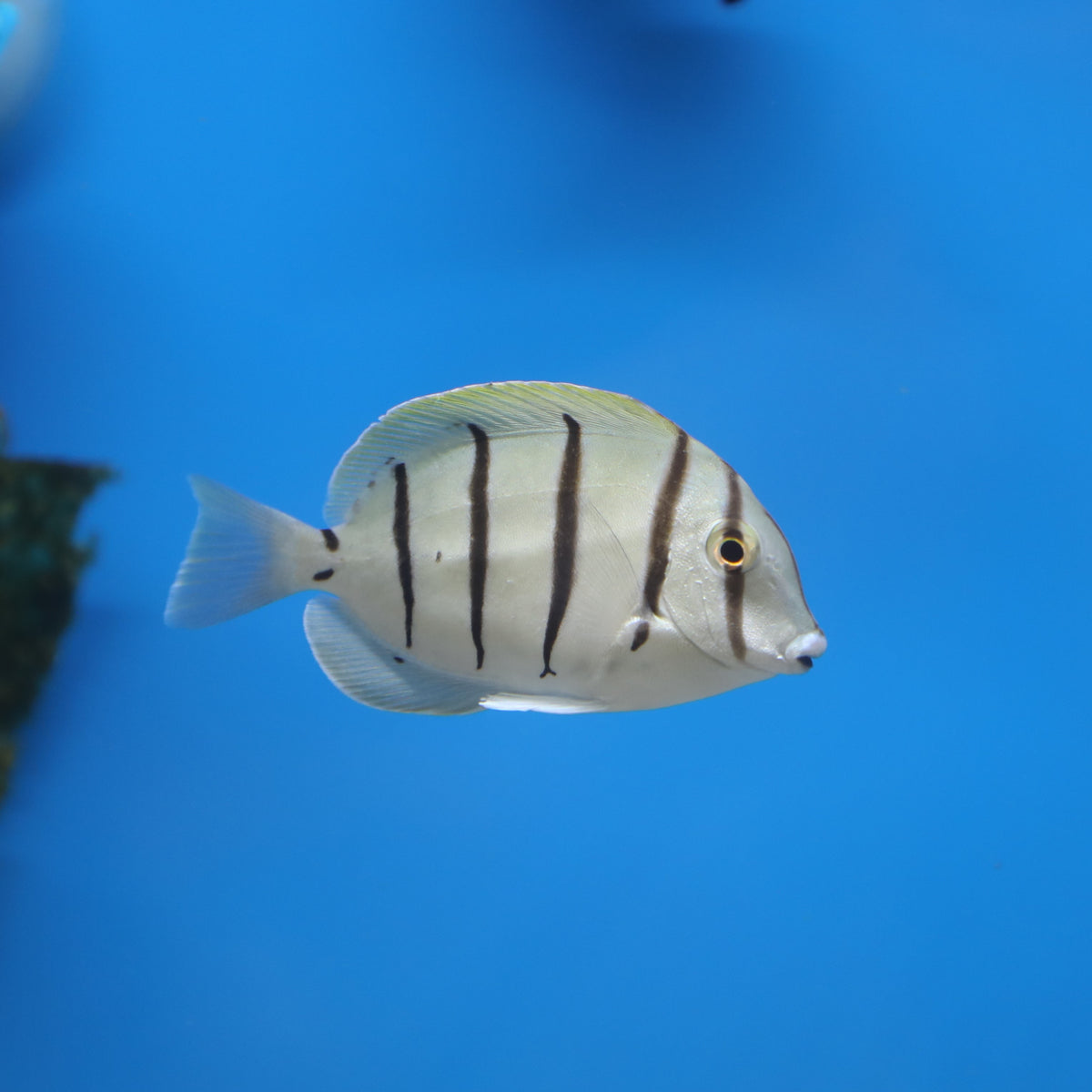 Convict Tang – Pet Paradise - Harvard