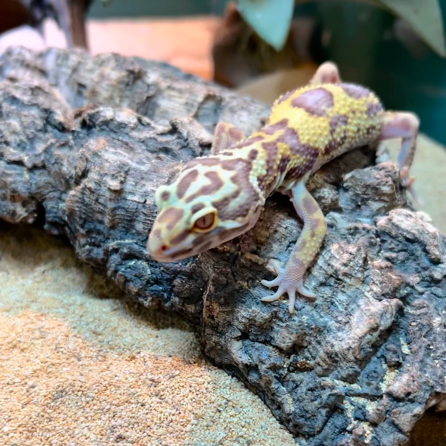 Premium Leopard Gecko - Assorted Morphs