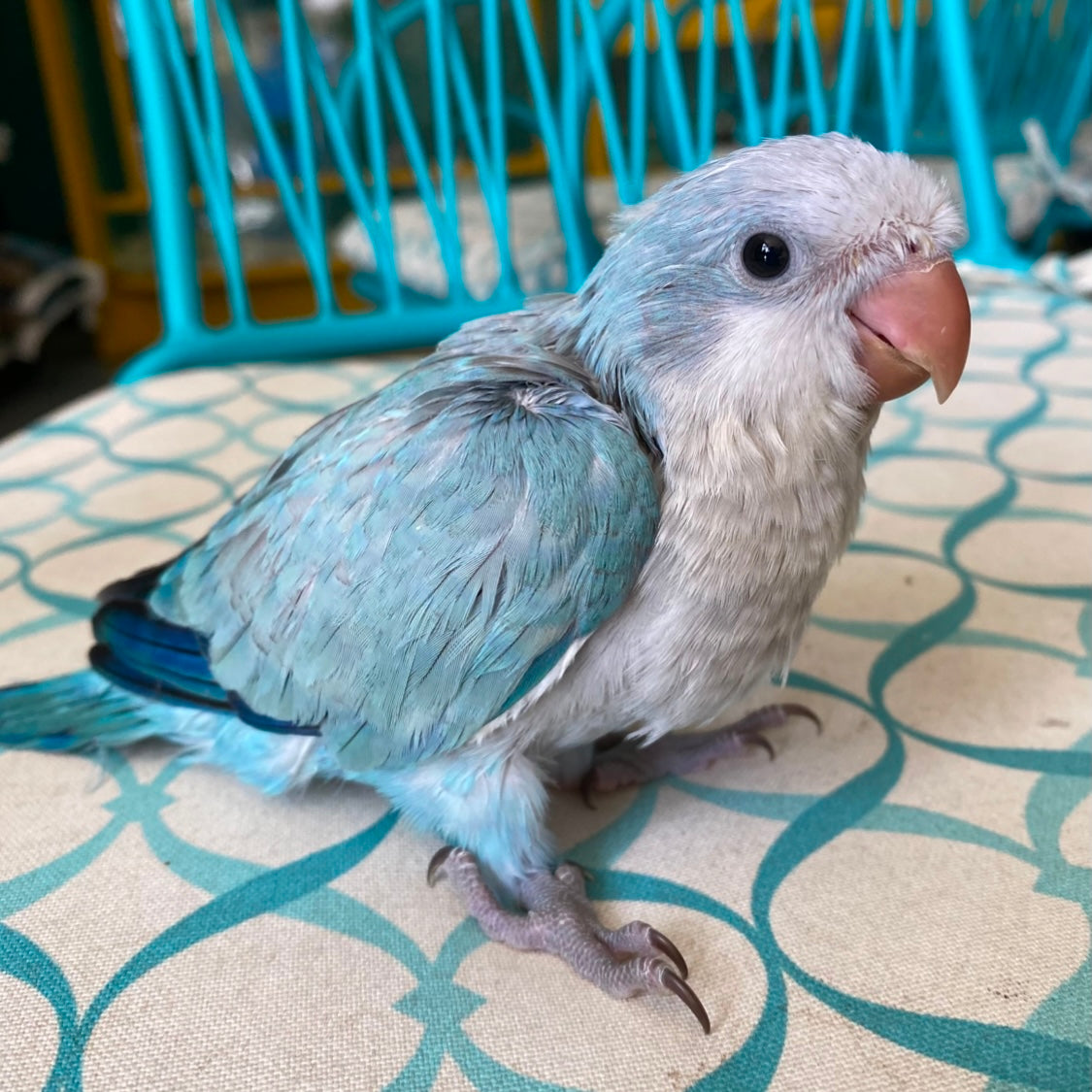 Monk Parakeet Small Parrot For Sale Blue Quaker Parrot, Hand-Fed