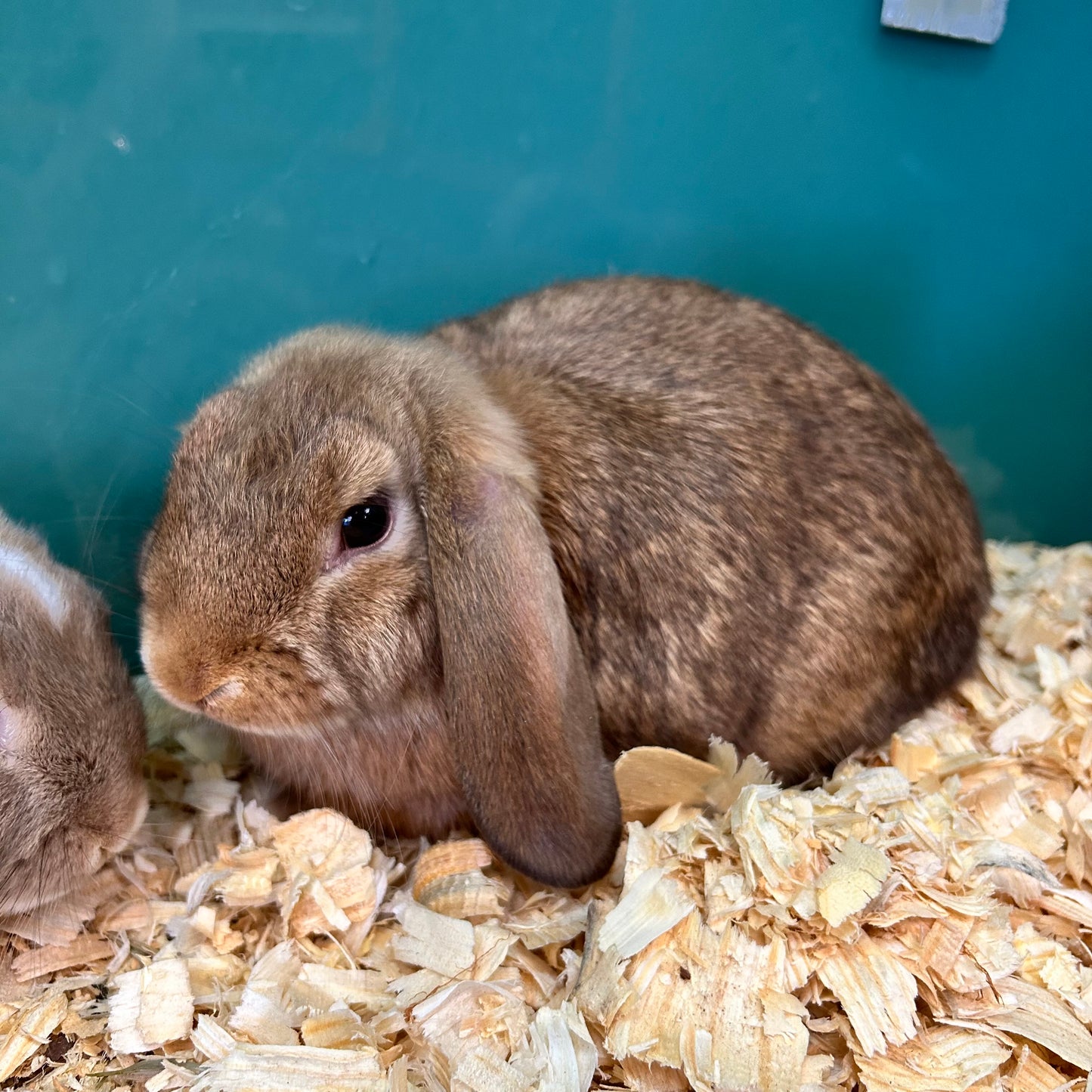 Mini Lop Bunny Female