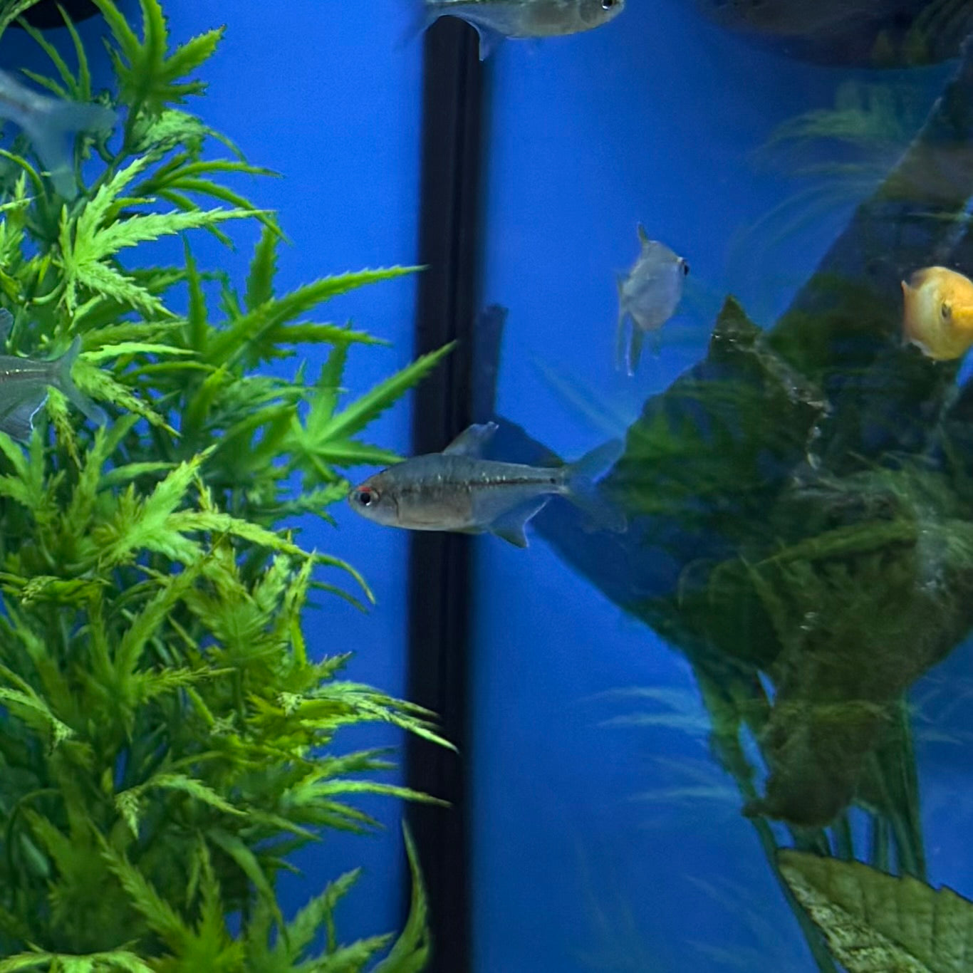 Diamond Tetra