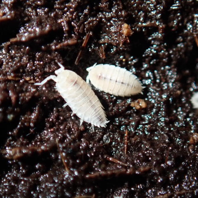 Dwarf White Isopods