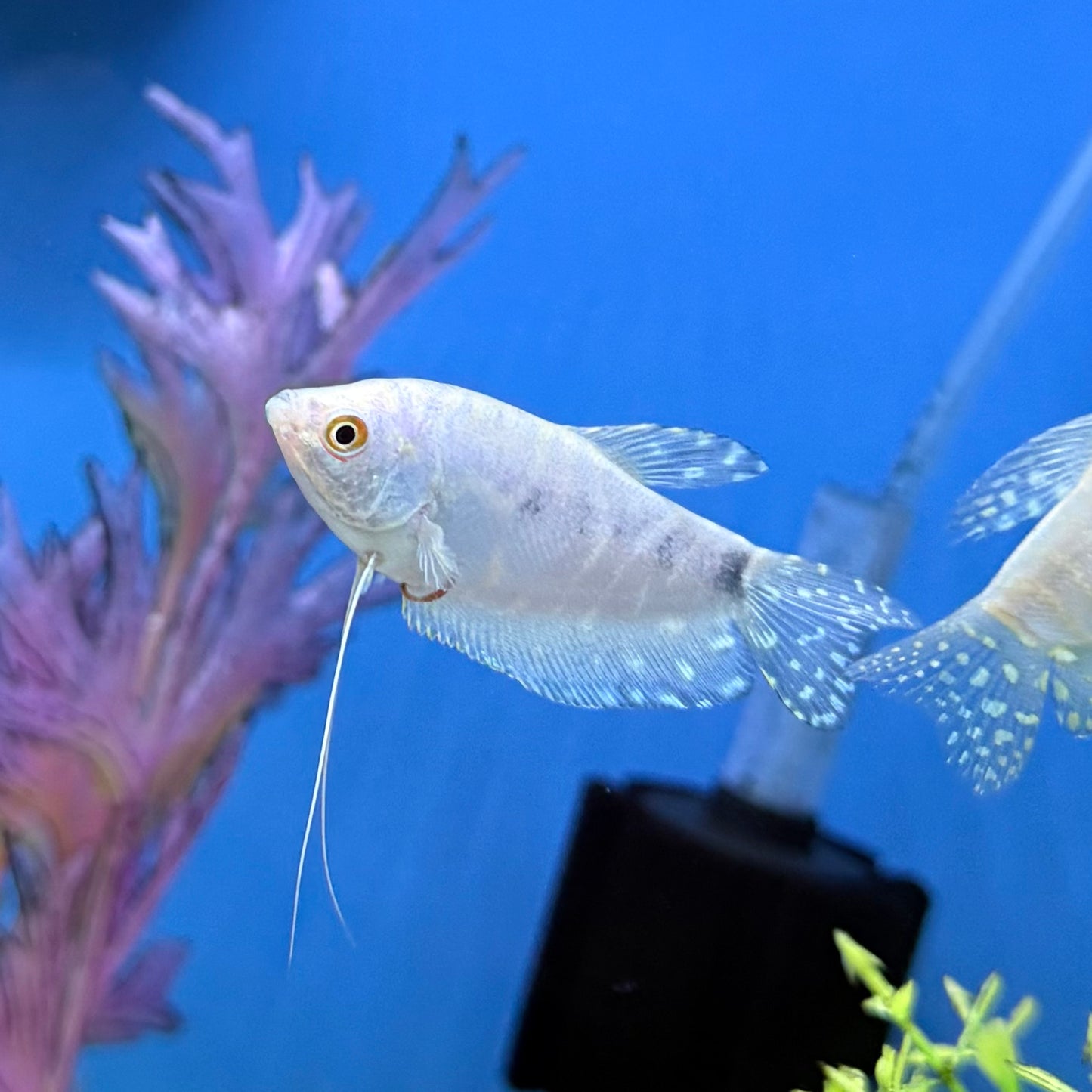 Platinum Gourami