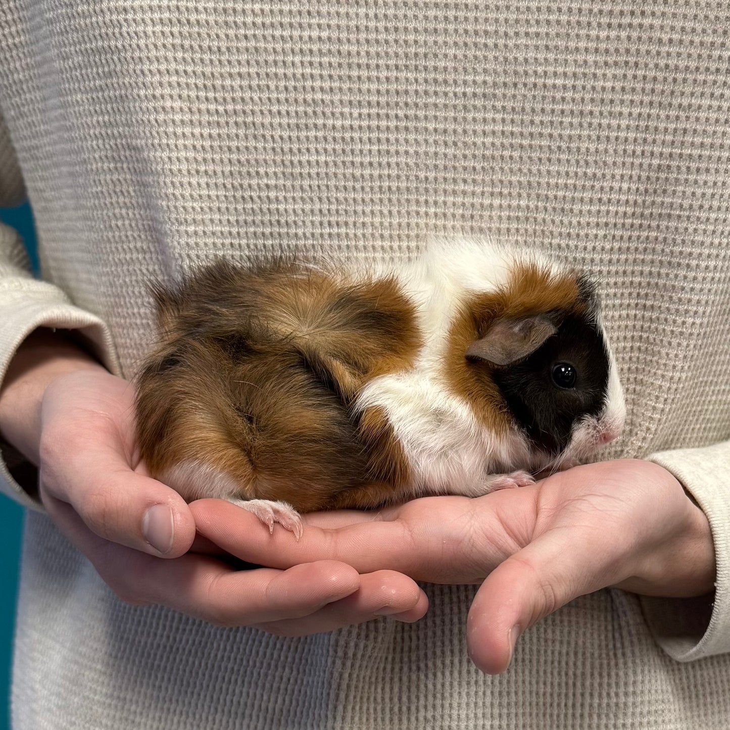 Abyssinian Guinea Pig Female