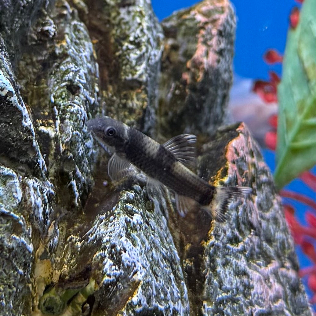 Panda Garra
