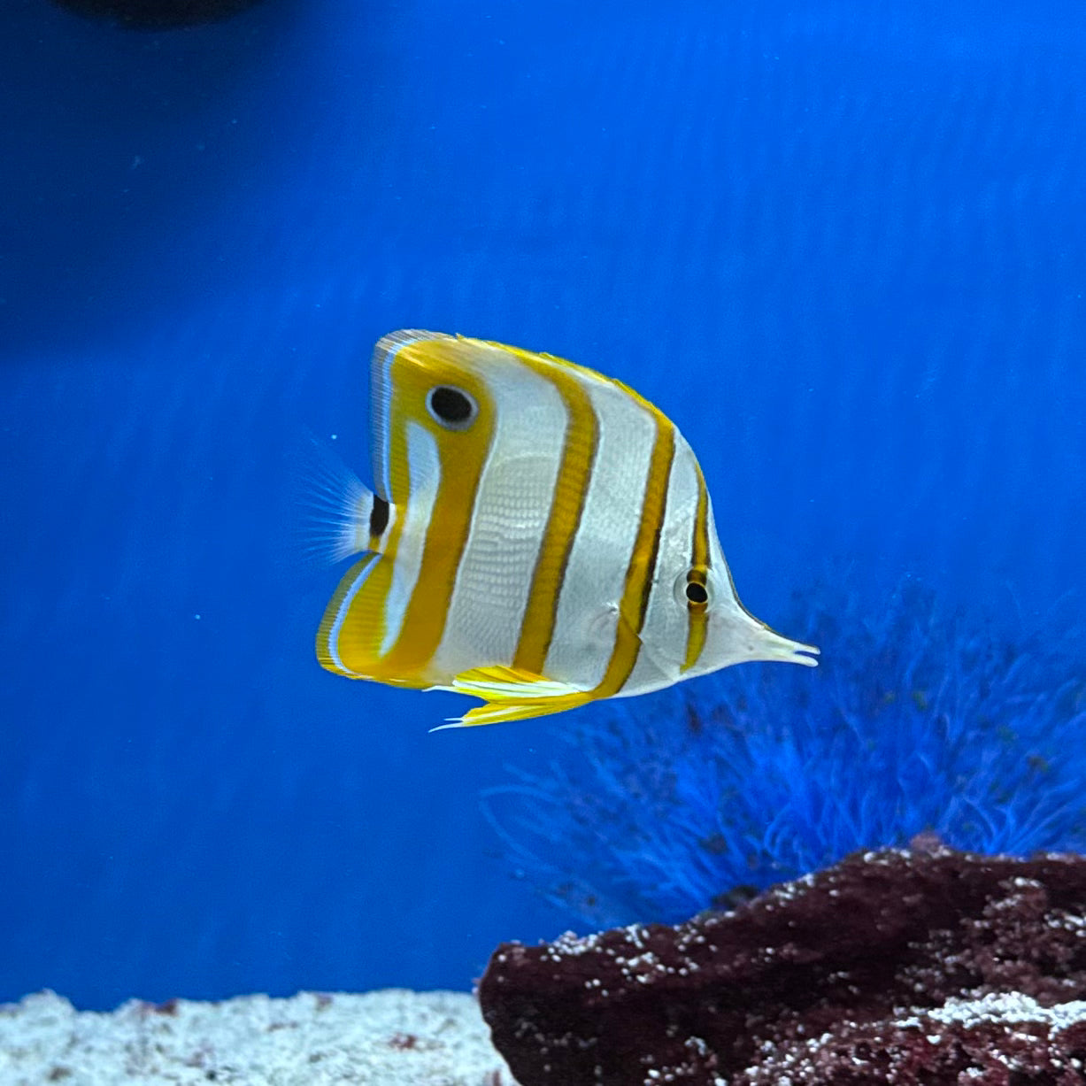 Copperband Butterfly