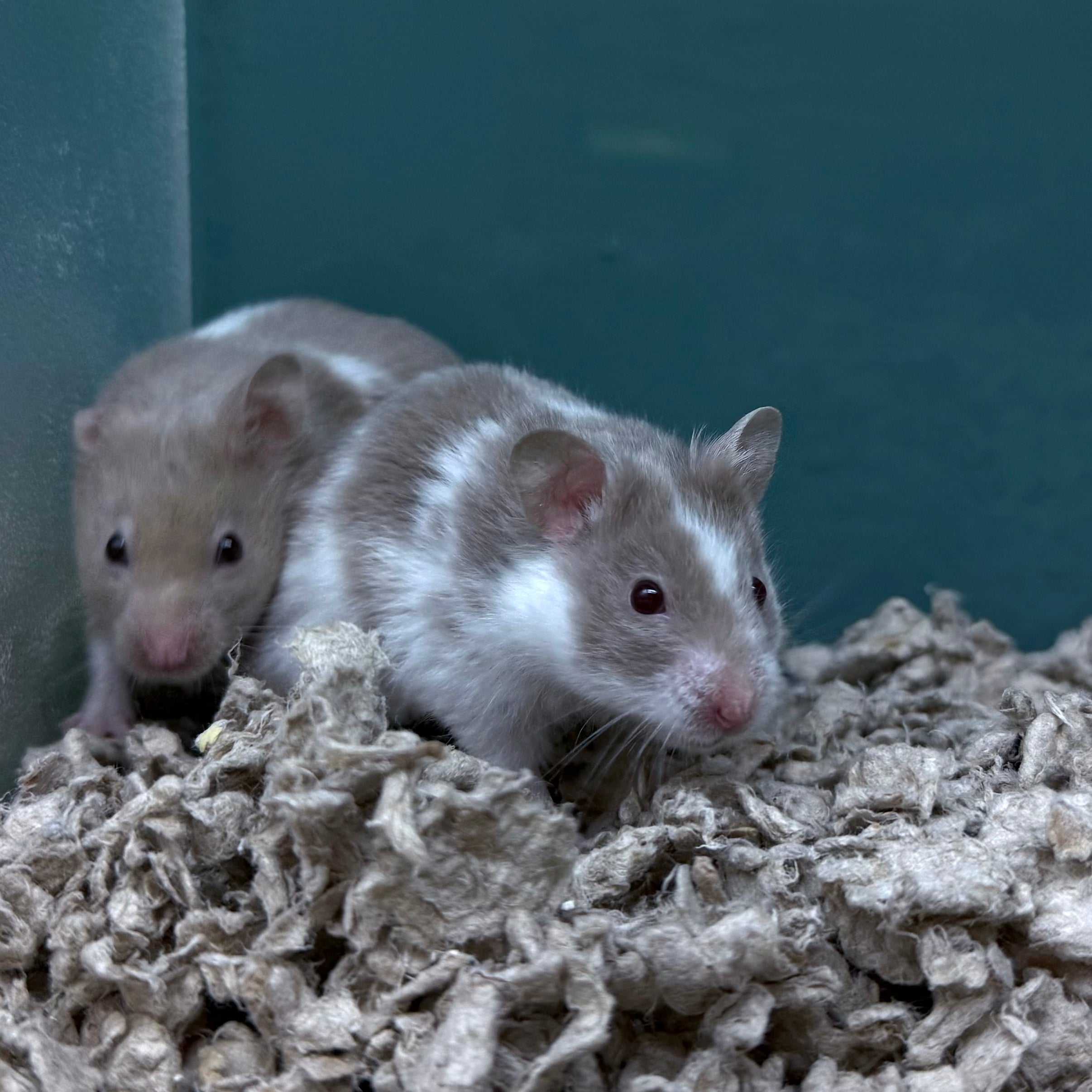 Syrian What Type Of Hamster Should I Get Syrian Hamster – Pet