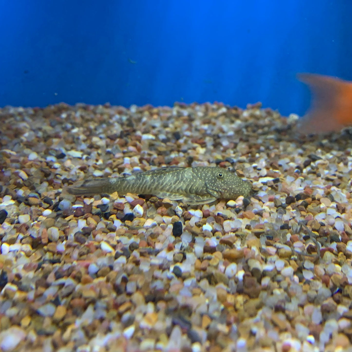 Rubbernose Plecostomus