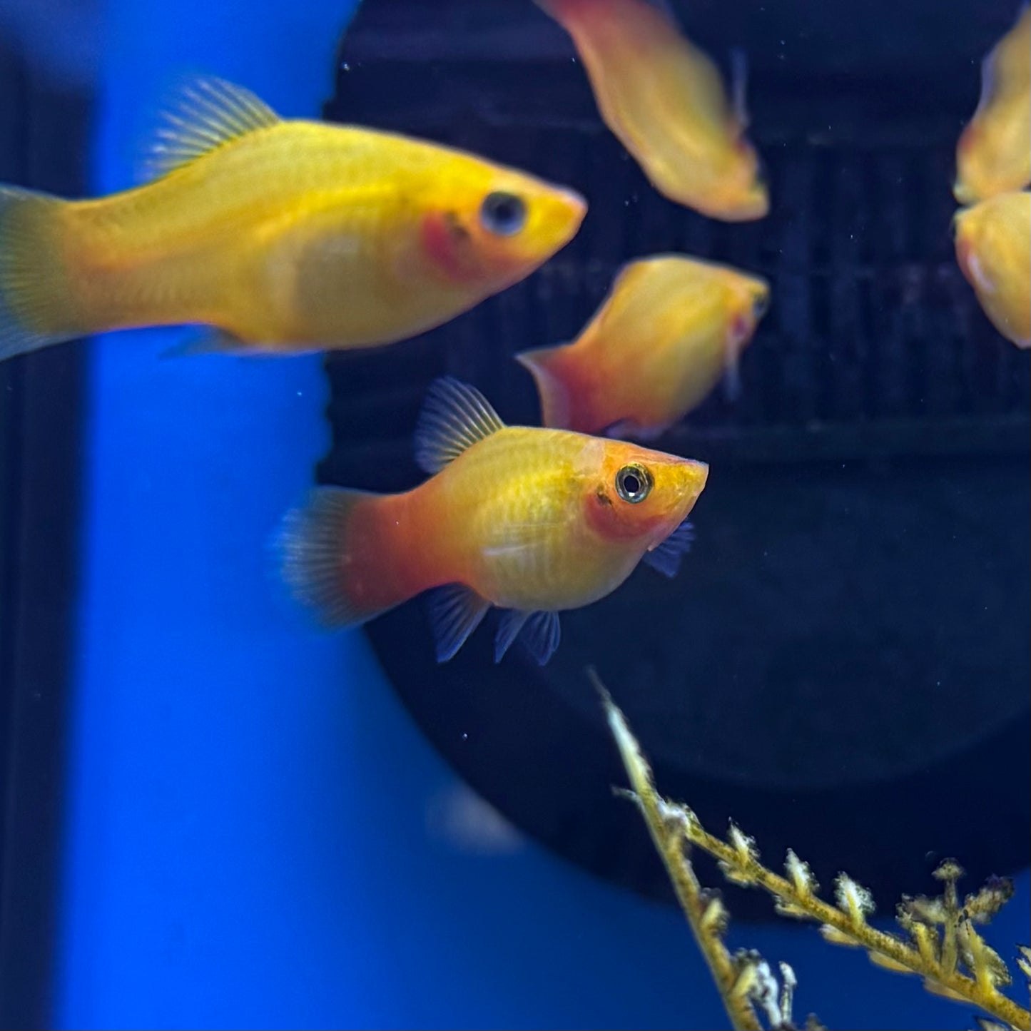 Pineapple Platy