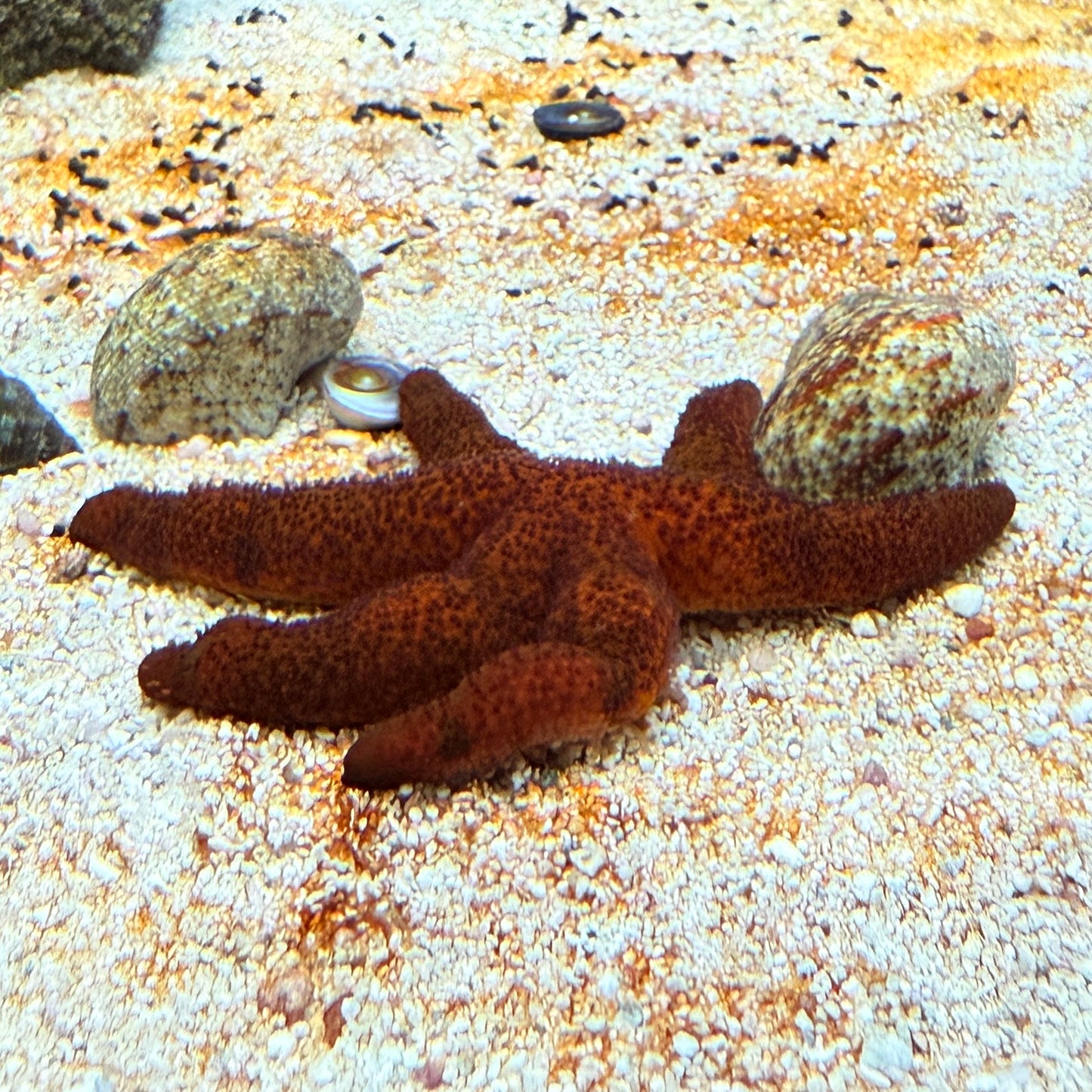 Orange Echinaster Starfish