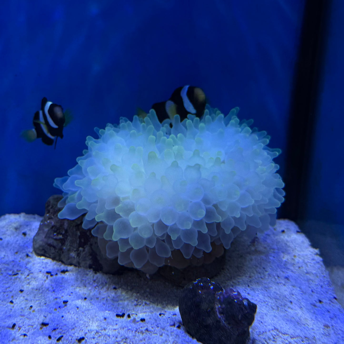 Bubble Tip Anemone