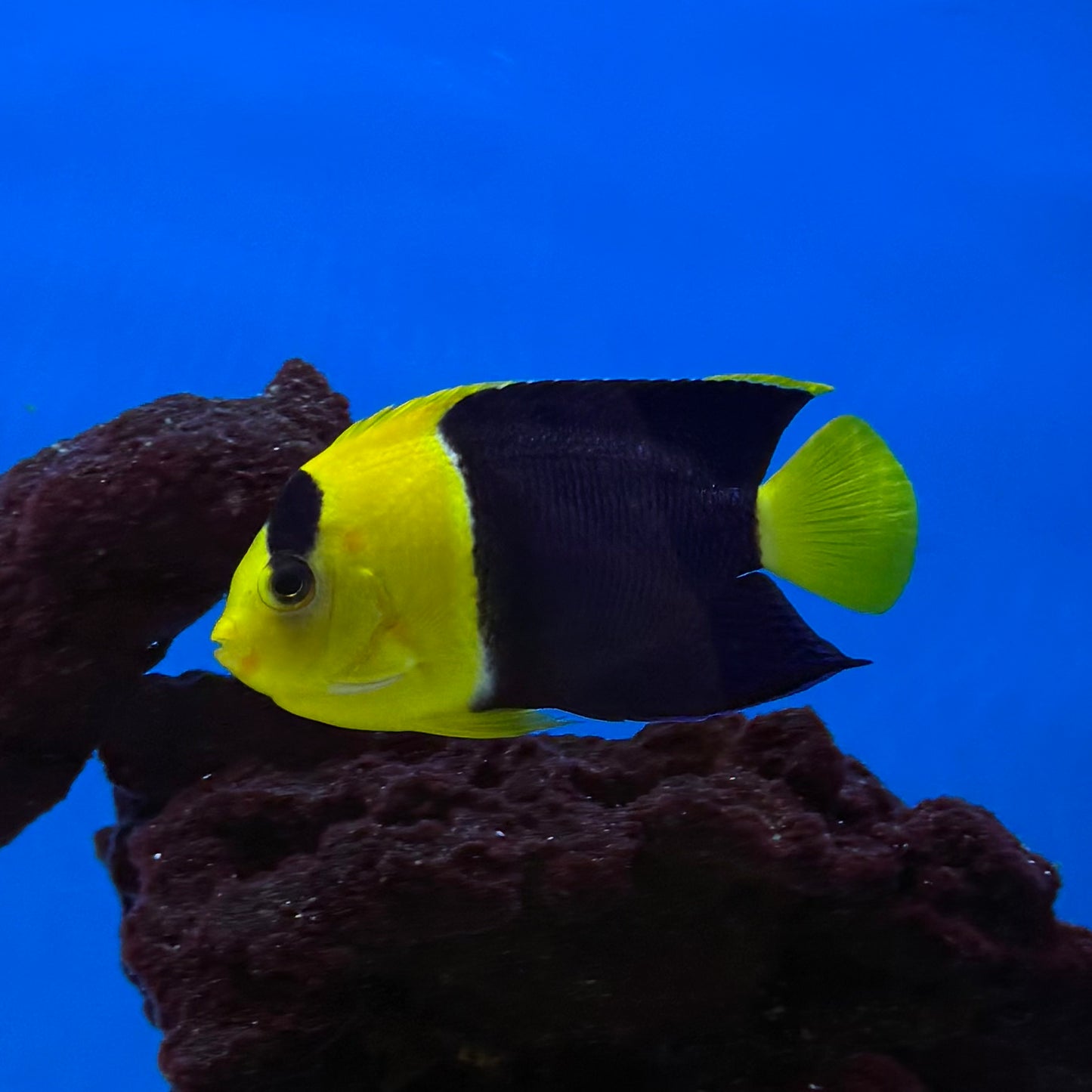 Bicolor Angel, XLG