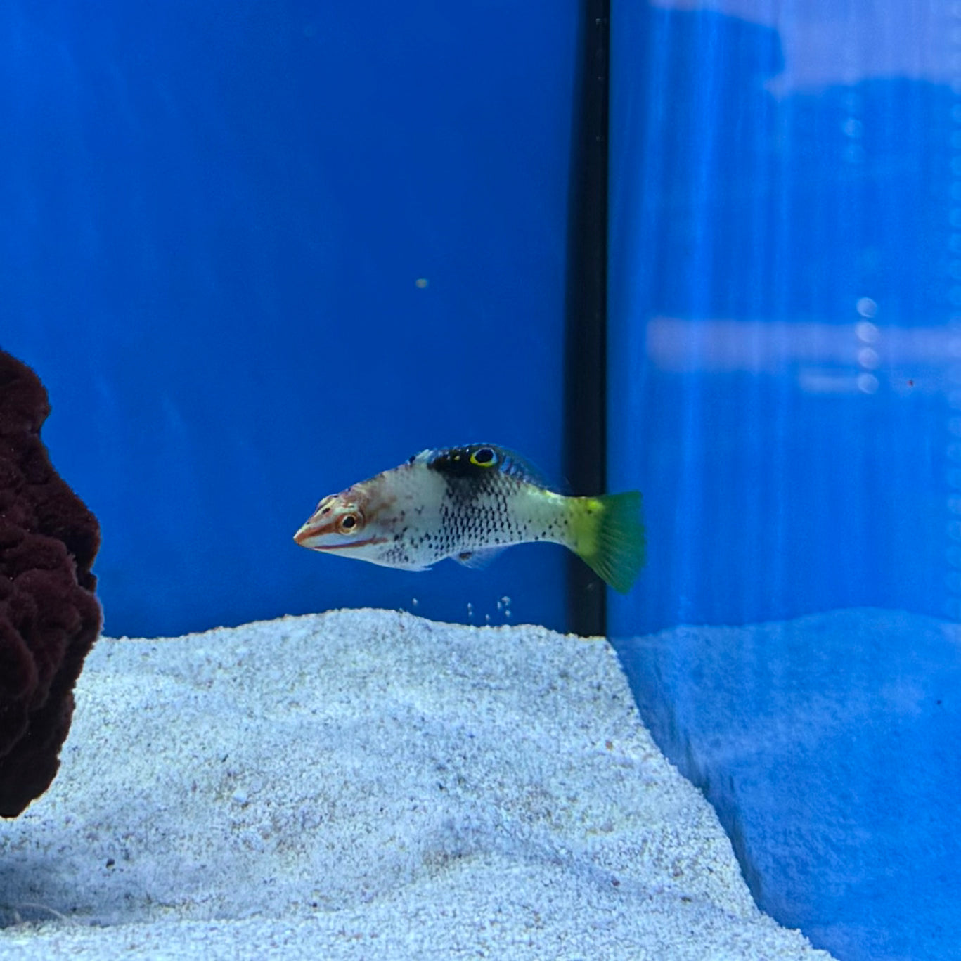 Marble Checkerboard Wrasse