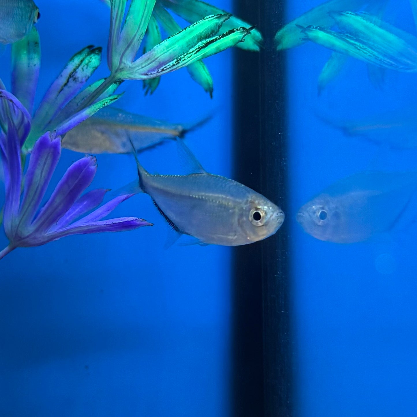 Costae Tetra