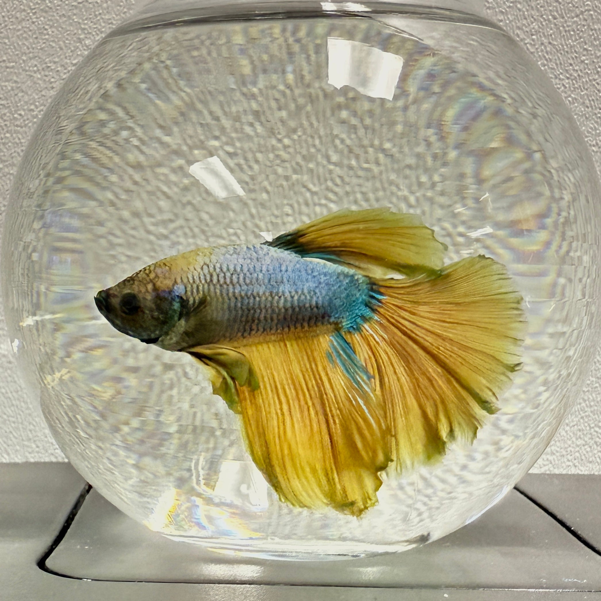 Halfmoon Mustard Gas Male Betta – Pet Paradise Harvard