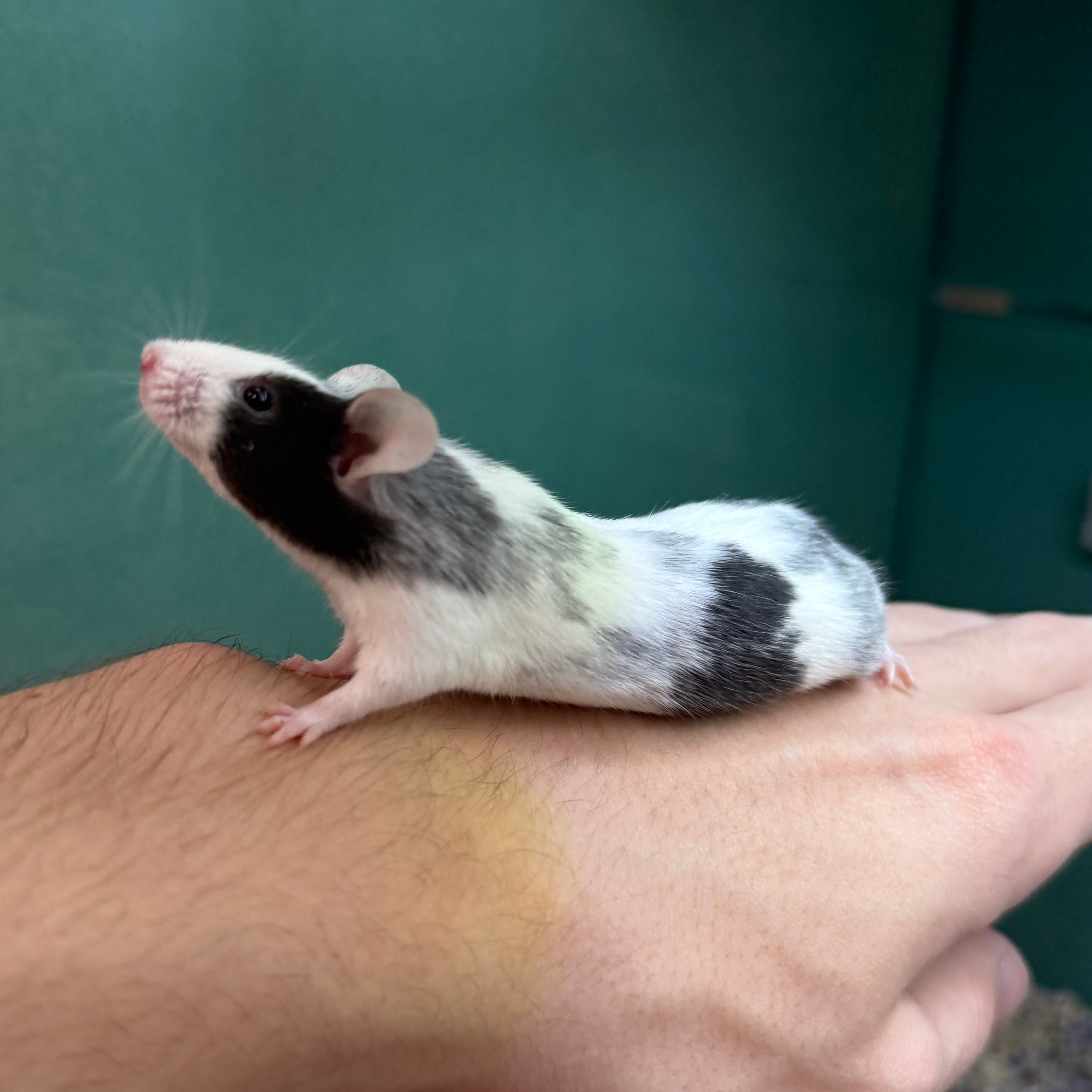 White Rat Pet Shop White Pet Mouse For Sale Fancy Mouse White