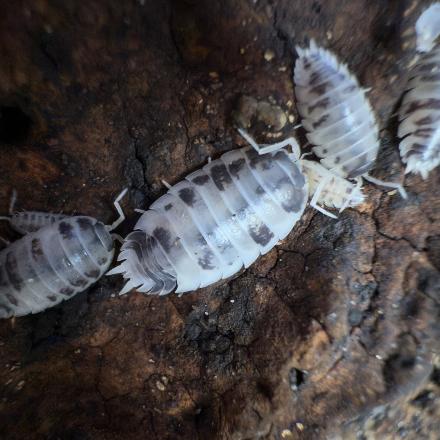 "Dairy Cow" Isopods (Porcellio Laevis) 10 Count