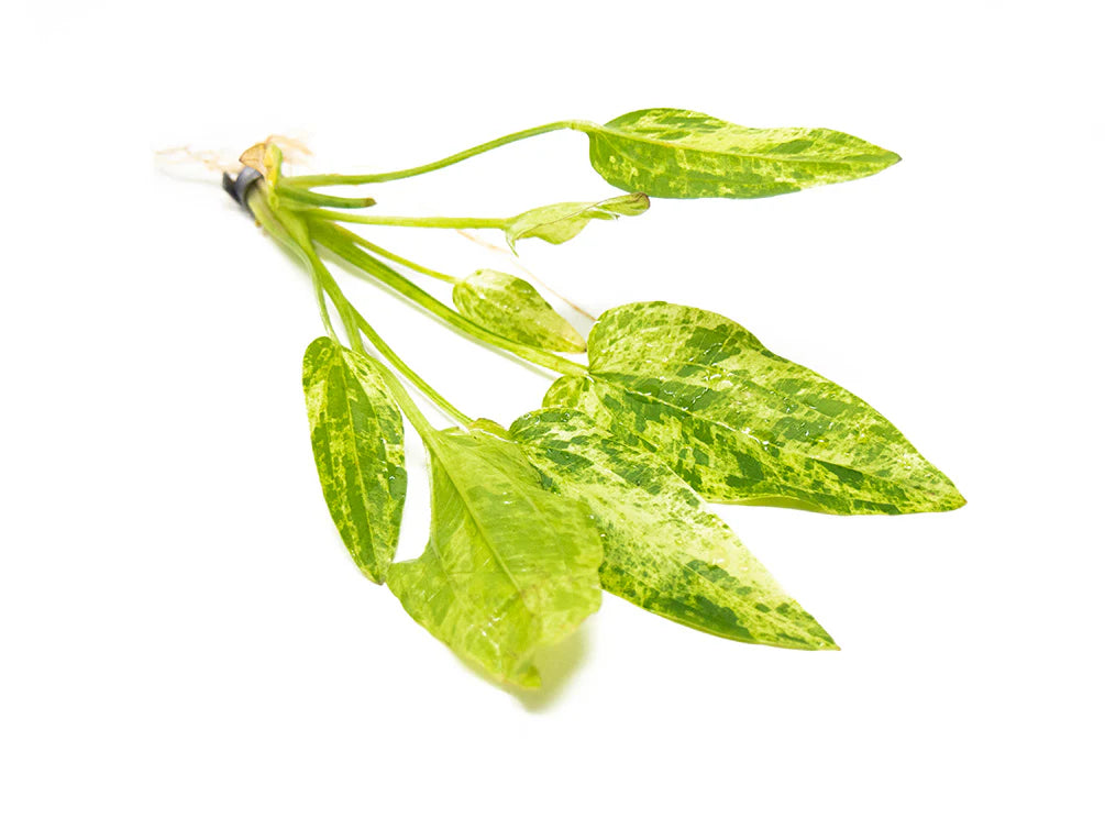 Marble Queen Radican Sword Root