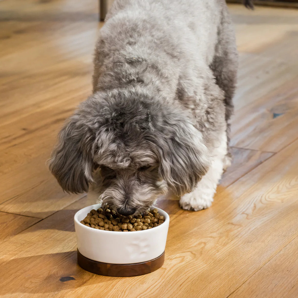 Open Farm Chicken & Salmon Grain-Free Puppy Kibble