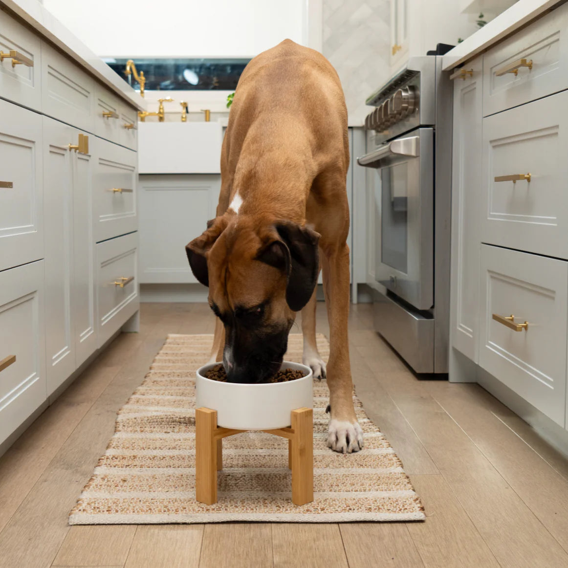 Open Farm Goodbowl™ Wild-Caught Salmon & Brown Rice Dog Kibble