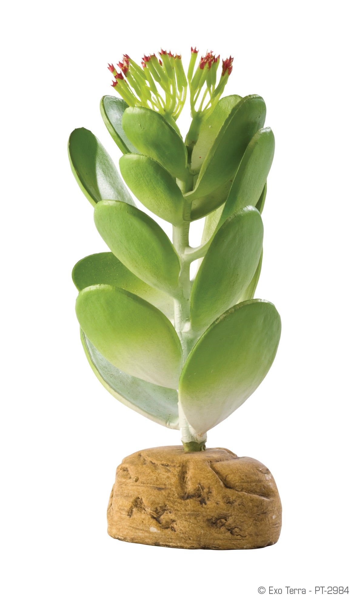 jade plant desert Exo Terra Desert Jade Cactus Terrarium Plant
