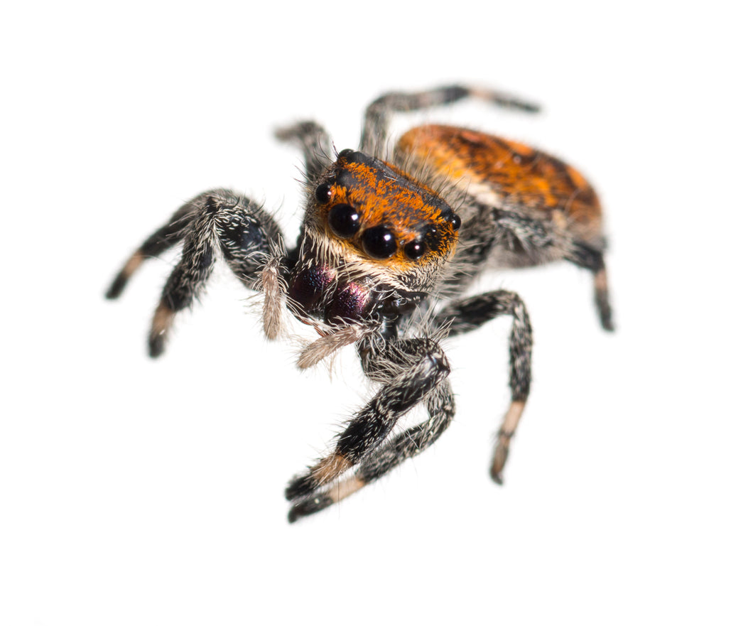 Regal Jumping Spider Adult