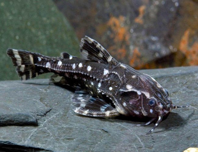 Raphael Spot Catfish