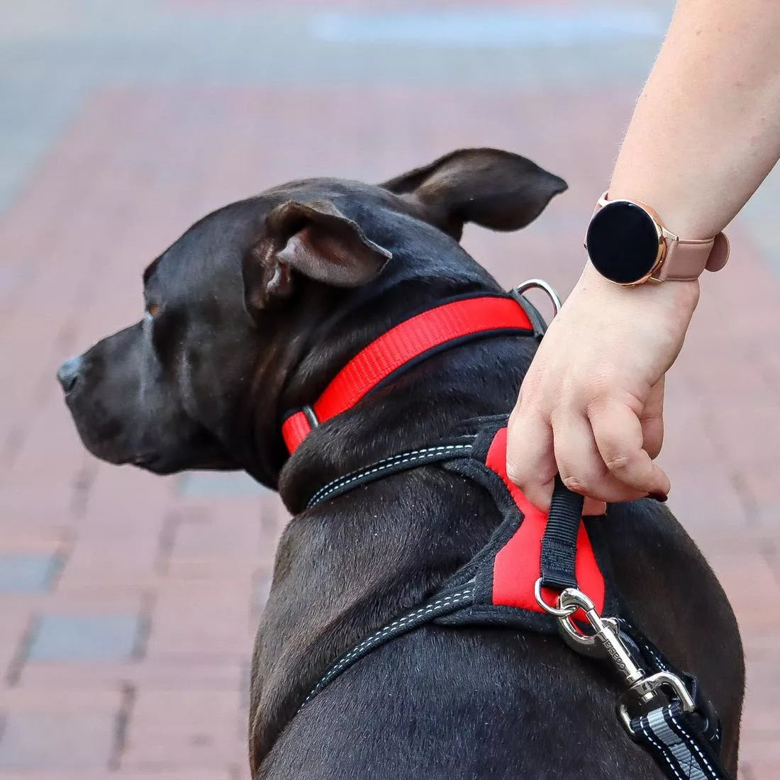 Coastal Reflective Control Handle Harness Red