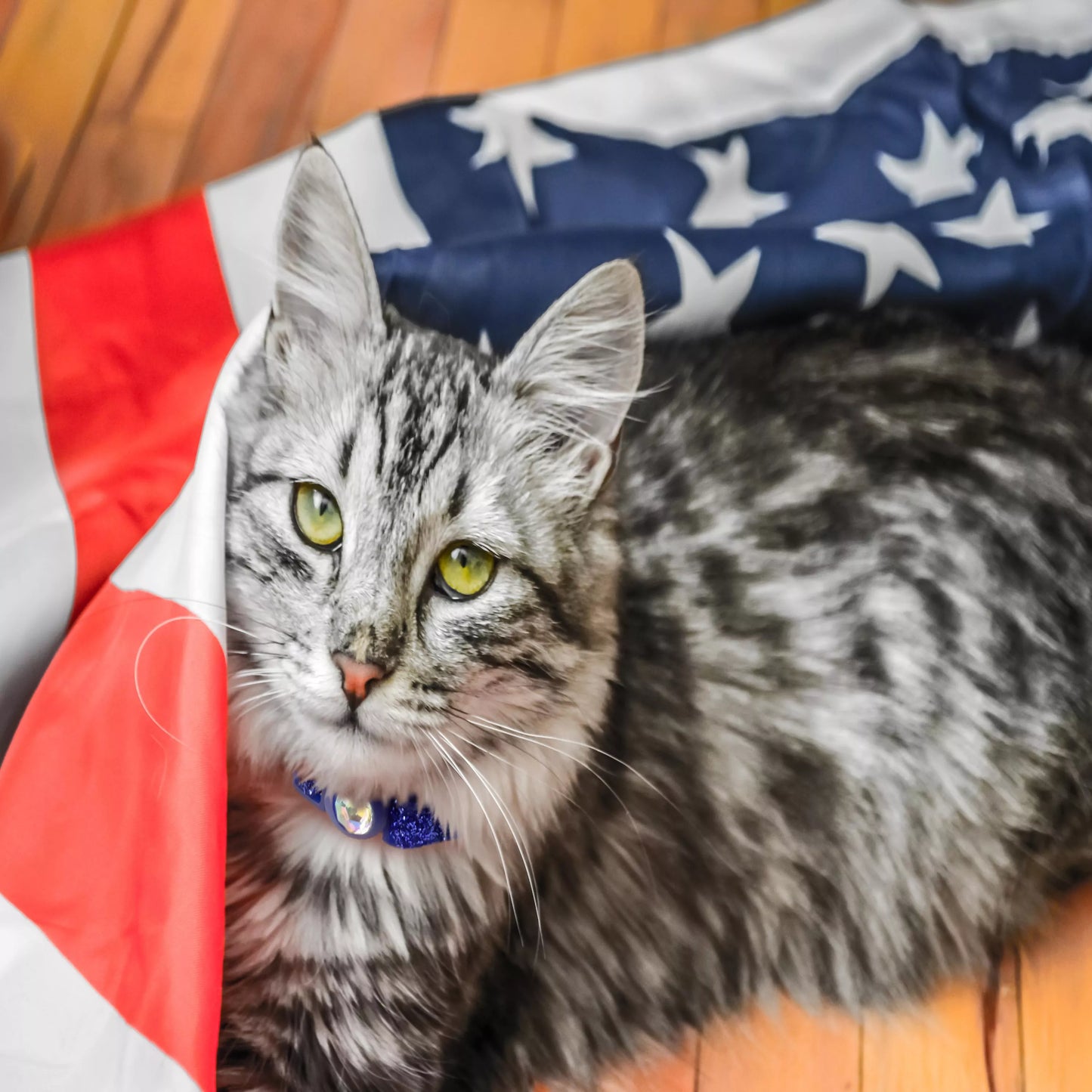 Safe Cat Jeweled Buckle Adjustable Breakaway Cat Collar with Glitter Overlay, Sunset Orange