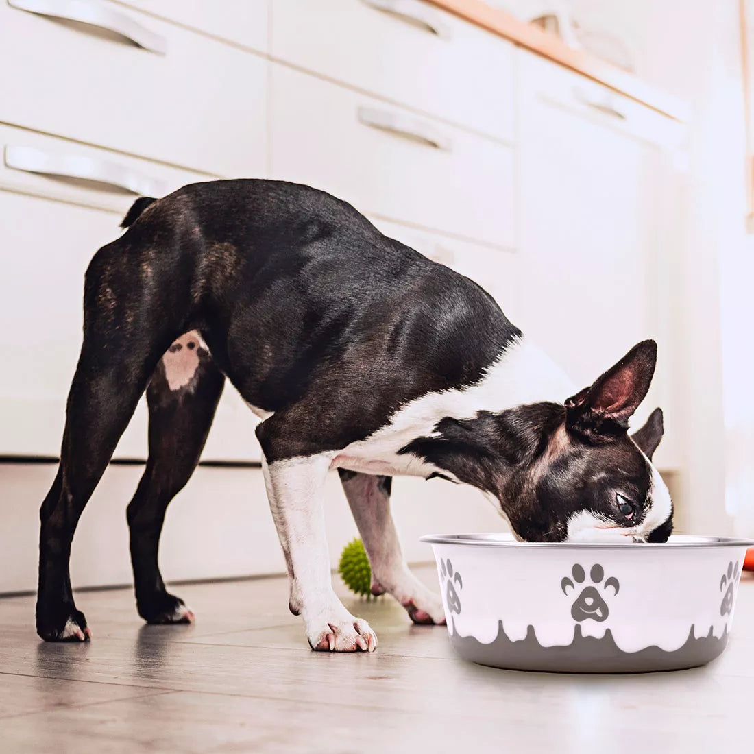 Maslow Design Series Non-Skid Paw Design Dog Bowl, Blue & White