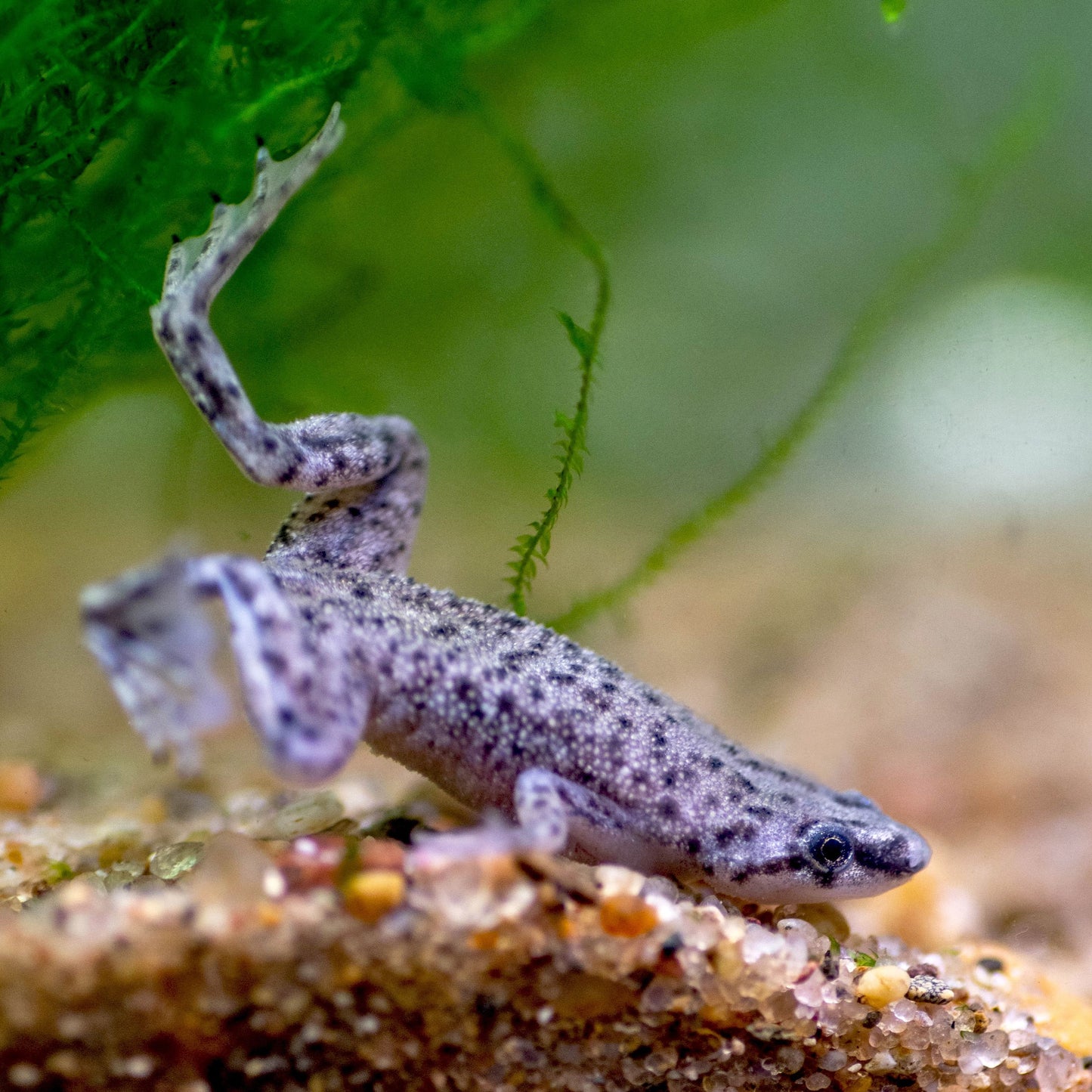 African Dwarf Frog