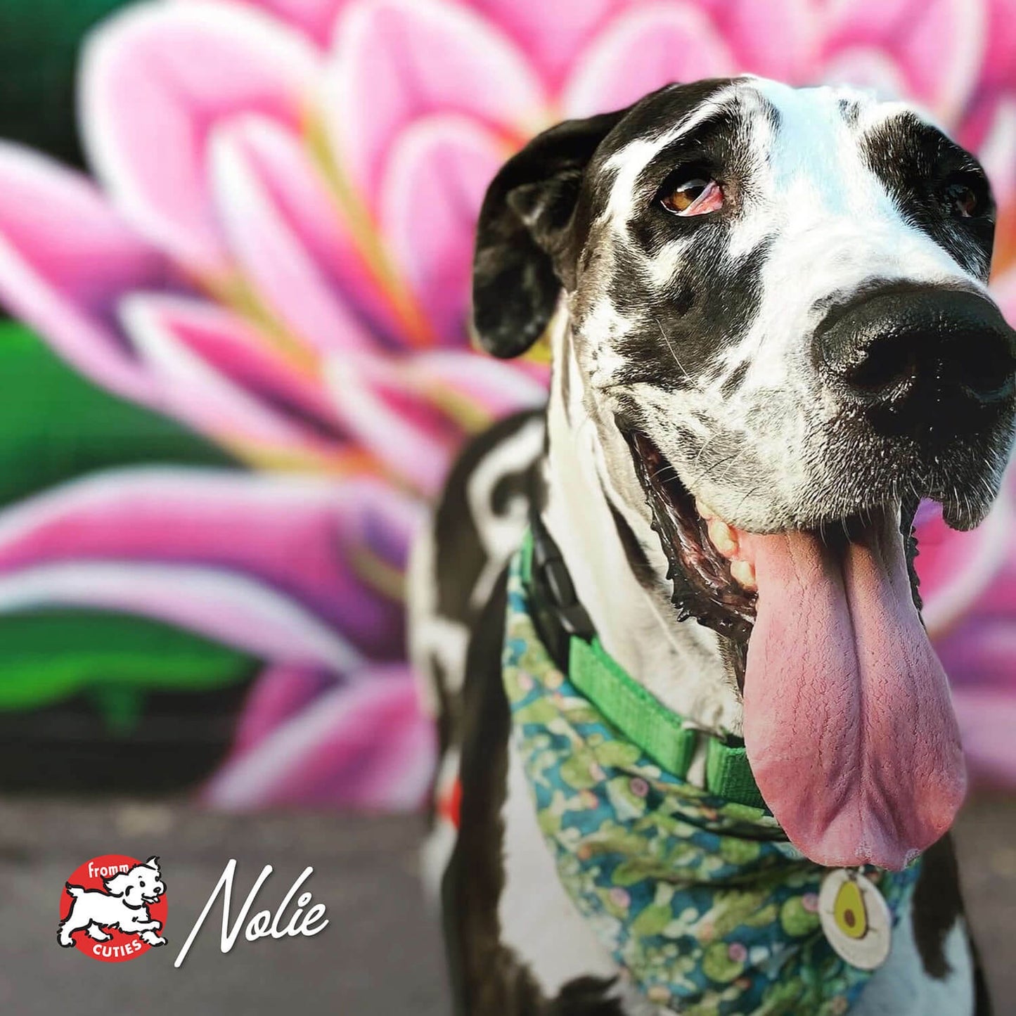 Fromm Classic Adult Large & Giant Breed Dog Food