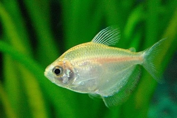 White Tetra