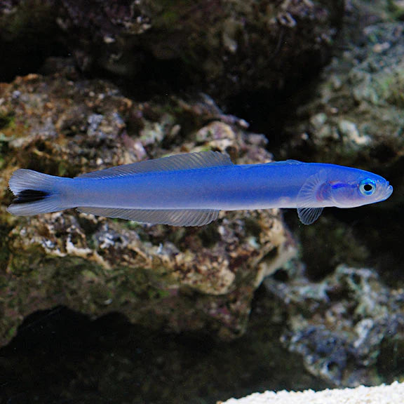 Blue Gudgeon Goby
