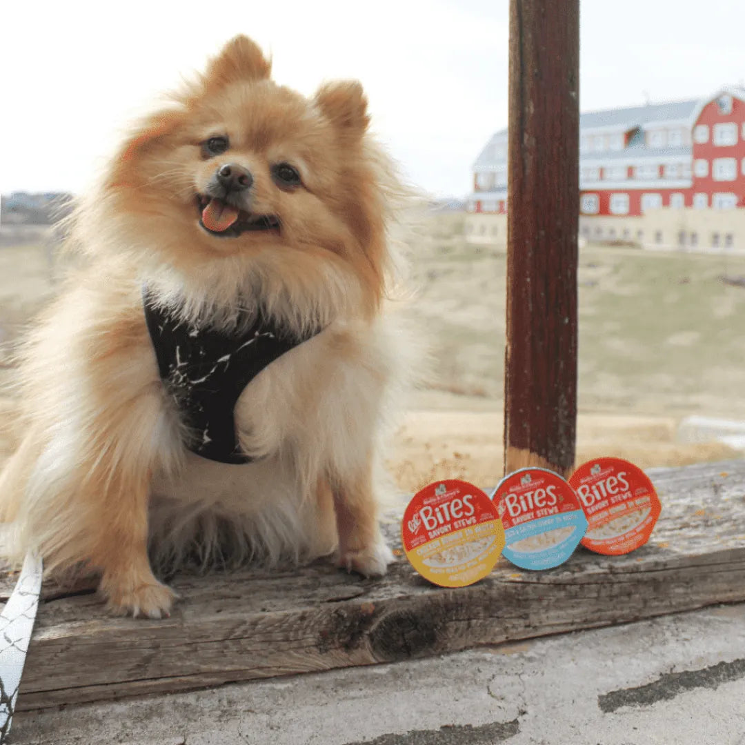 Stella & Chewy's Lil Bites Savory Stews Grain-Free Chicken & Salmon Dinner in Broth Shredded Small Breed Dog Food 2.7 oz