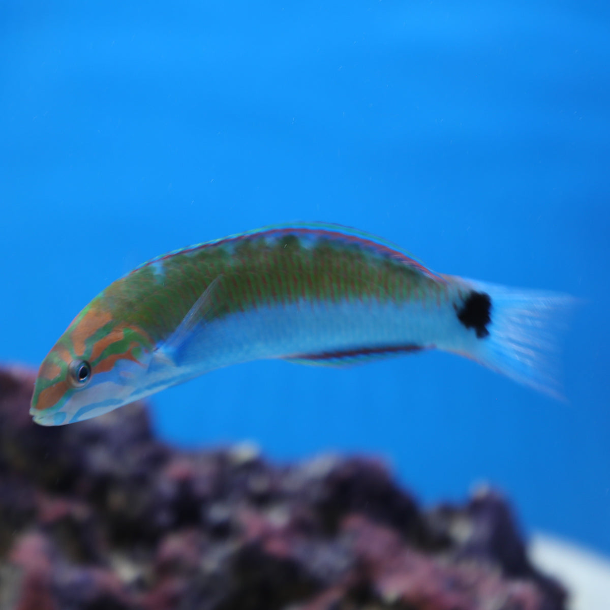 Lunare Wrasse – Pet Paradise - Harvard